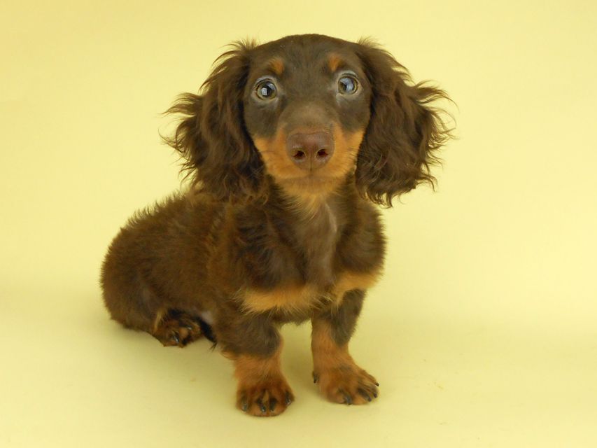 カニンヘンダックスフンド ベベ & ジャックの子犬 チョコタン 男の子（1）