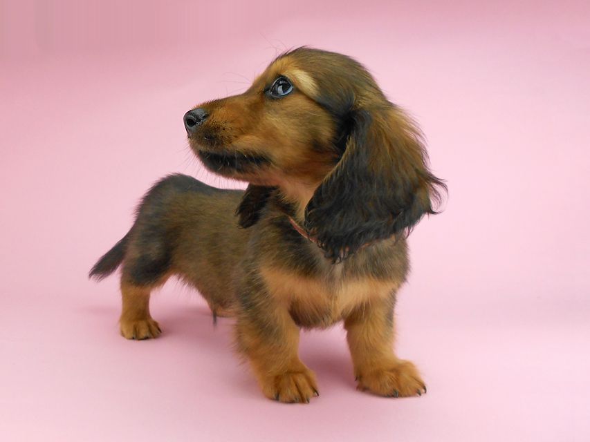 カニンヘンダックスフンド シュガーhp & フレディの子犬 レッド 男の子(1)DSCN3224 カニンヘンダックスフンド シュガーhp & フレディの子犬 レッド 男の子(1)