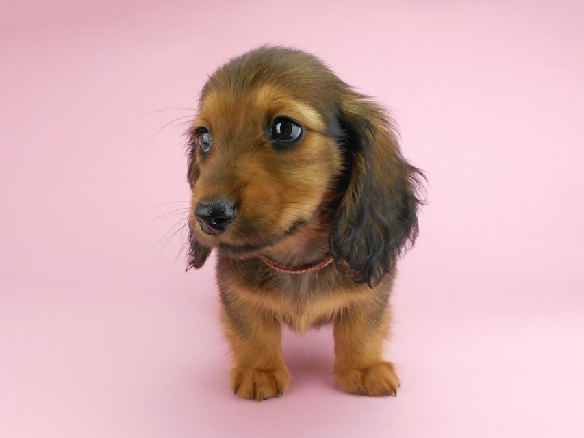 カニンヘンダックスフンド シュガーhp & フレディの子犬 レッド 男の子(1)DSCN3225 カニンヘンダックスフンド シュガーhp & フレディの子犬 レッド 男の子(1)