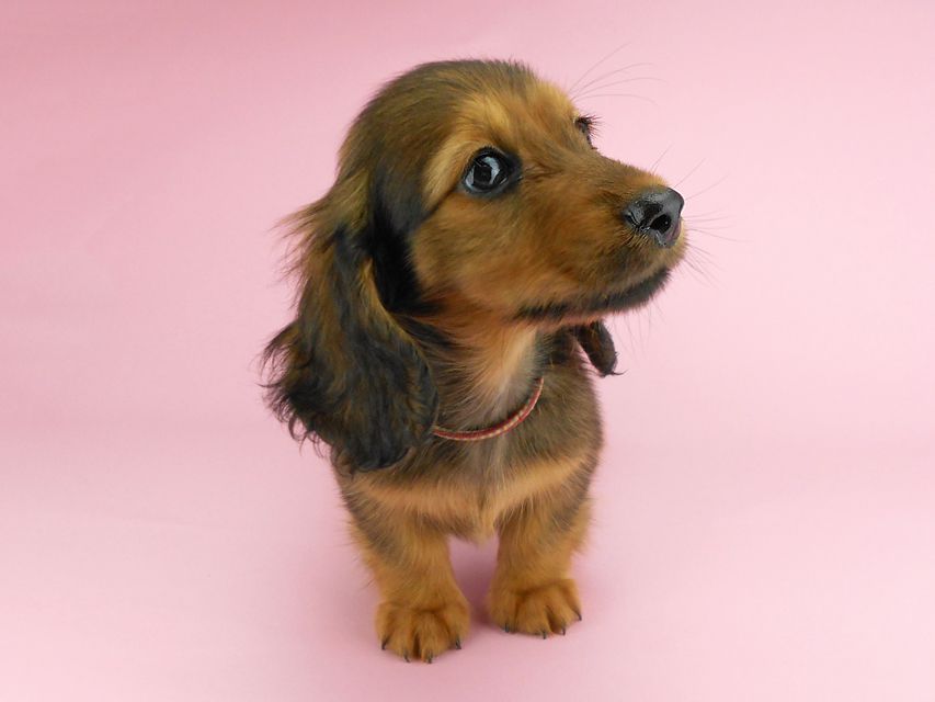 カニンヘンダックスフンド シュガーhp & フレディの子犬 レッド 男の子(1)DSCN3227 カニンヘンダックスフンド シュガーhp & フレディの子犬 レッド 男の子(1)