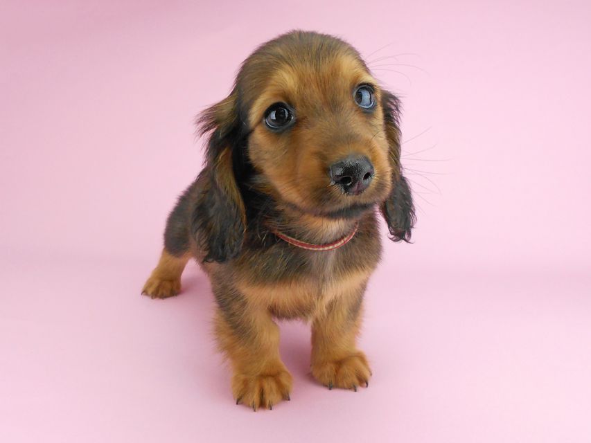 カニンヘンダックスフンド シュガーhp & フレディの子犬 レッド 男の子(1)DSCN3231 カニンヘンダックスフンド シュガーhp & フレディの子犬 レッド 男の子(1)