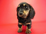 カニヘン　子犬　ブラクリ　神奈川県・Ｙ