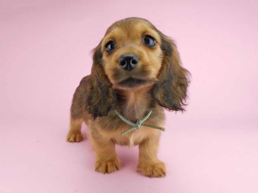 カニンヘンダックスフンド シュガーhp & フレディの子犬 レッド 男の子（2）