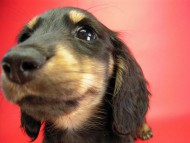 カニヘン　子犬　ブラクリ　神奈川県・Ｙ様