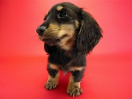 カニヘン　子犬　ブラクリ　神奈川県・Ｙ様