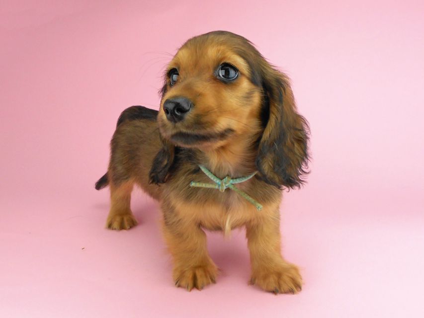 カニンヘンダックスフンド シュガーhp & フレディの子犬 レッド 男の子（2）