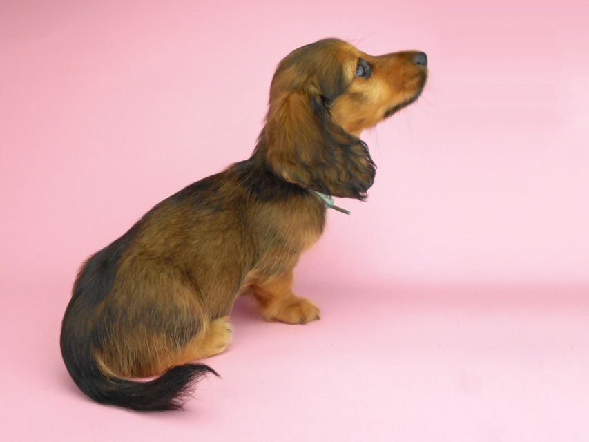 カニンヘンダックスフンド シュガーhp & フレディの子犬 レッド 男の子（2）