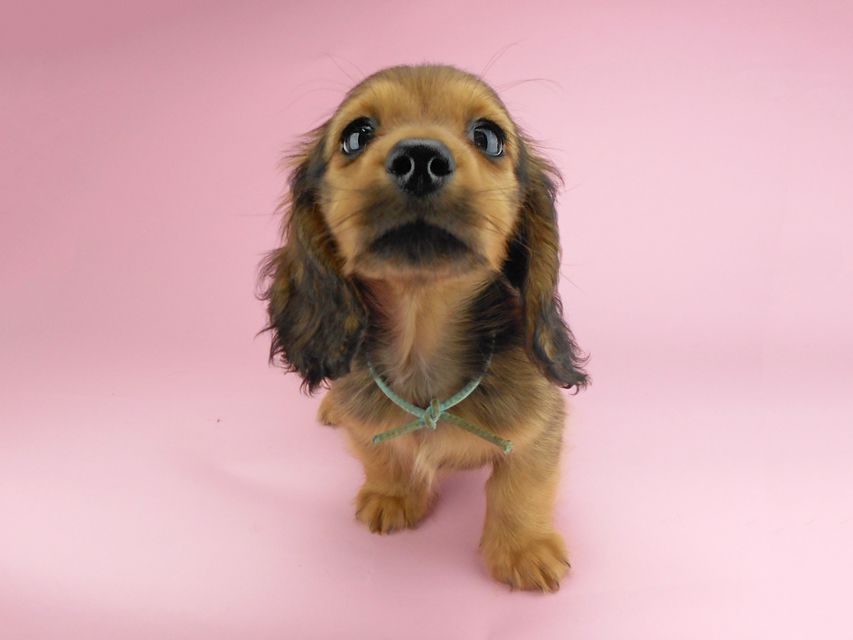 カニンヘンダックスフンド シュガーhp & フレディの子犬 レッド 男の子（2）