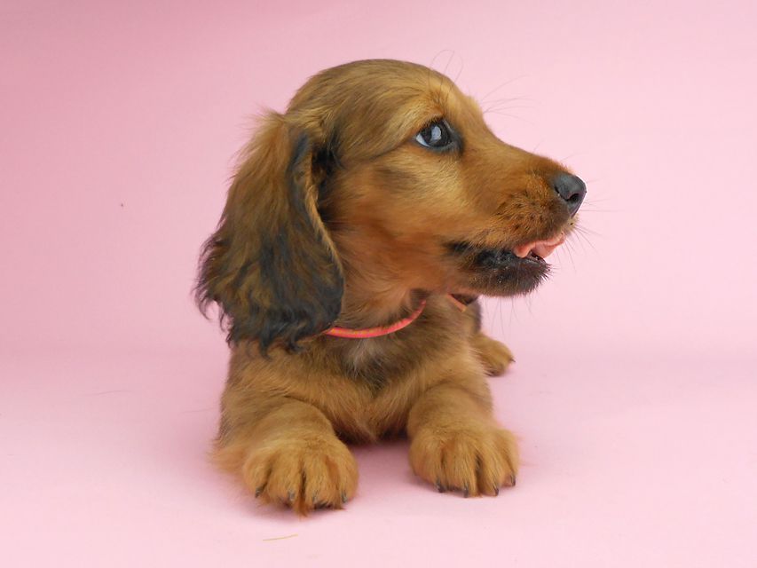 カニンヘンダックスフンド シュガーhp & フレディの子犬 レッド 女の子