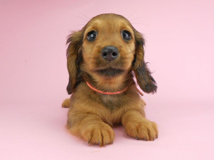 カニンヘンダックスフンド シュガーhp & フレディの子犬 レッド 女の子