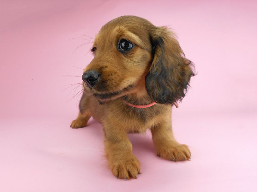 カニンヘンダックスフンド シュガーhp & フレディの子犬 レッド 女の子