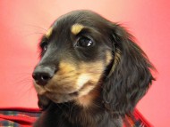 カニヘン　子犬　ブラクリ　神奈川県・Ｙ様