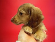 カニヘン 子犬 クリーム男の子 カニヘン 子犬 クリーム男の子