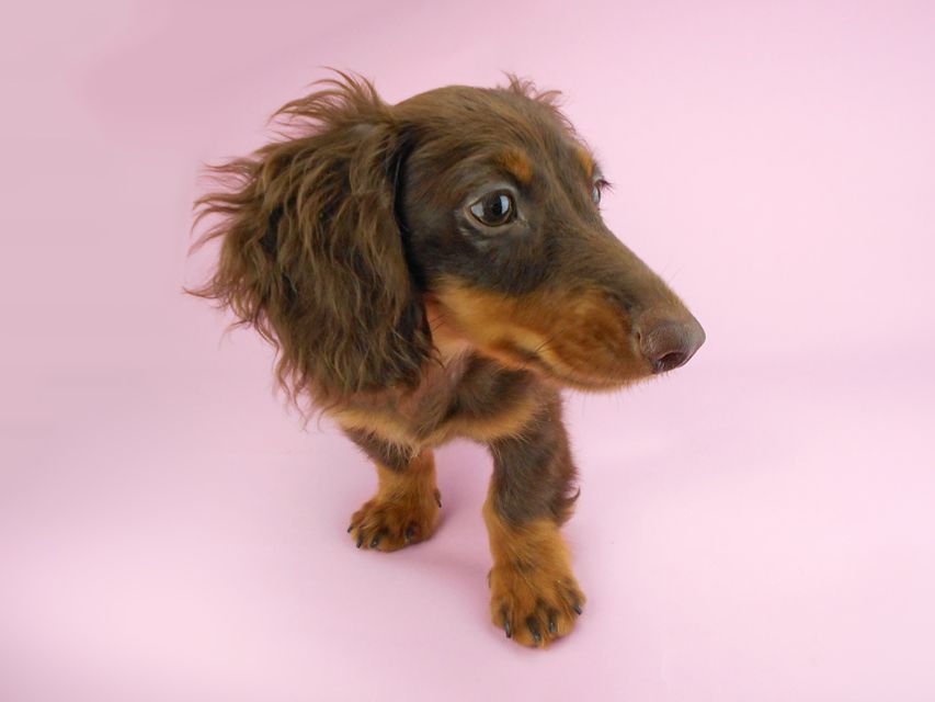 カニンヘンダックスフンド ベベ & ジャックの子犬 チョコタン 男の子（1）