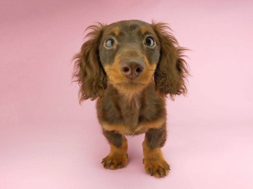 カニンヘンダックスフンド ベベ & ジャックの子犬 チョコタン 男の子（1）