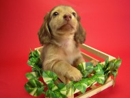 カニヘン 子犬 クリーム男の子 カニヘン 子犬 クリーム男の子