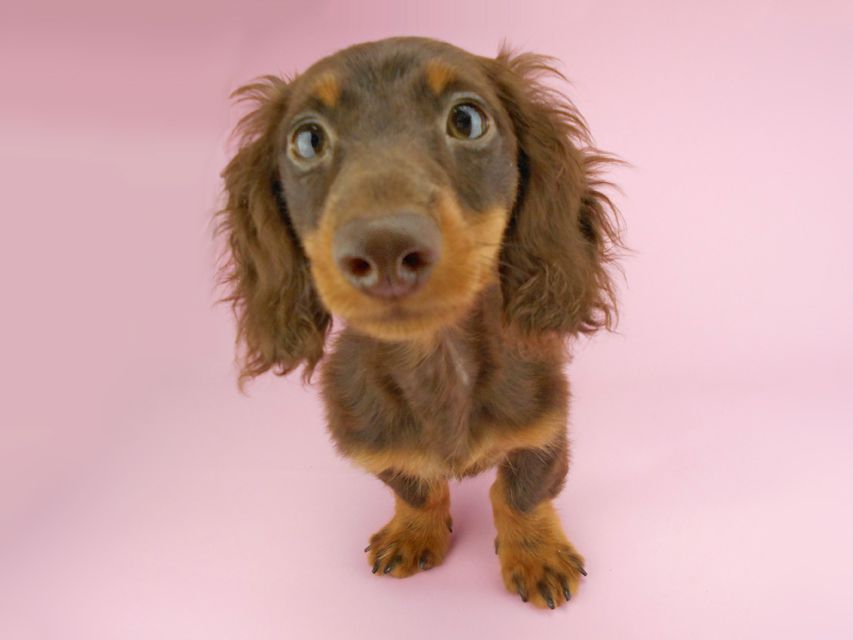 カニンヘンダックスフンド ベベ & ジャックの子犬 チョコタン 男の子（1）