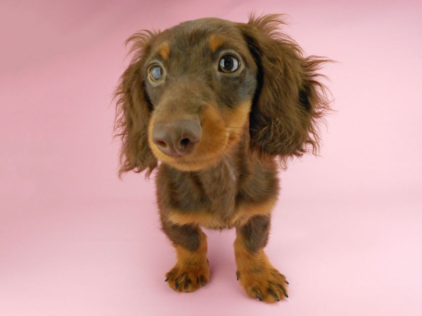 カニンヘンダックスフンド ベベ & ジャックの子犬 チョコタン 男の子（1）