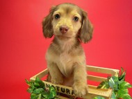 カニヘン 子犬 クリーム男の子 カニヘン 子犬 クリーム男の子