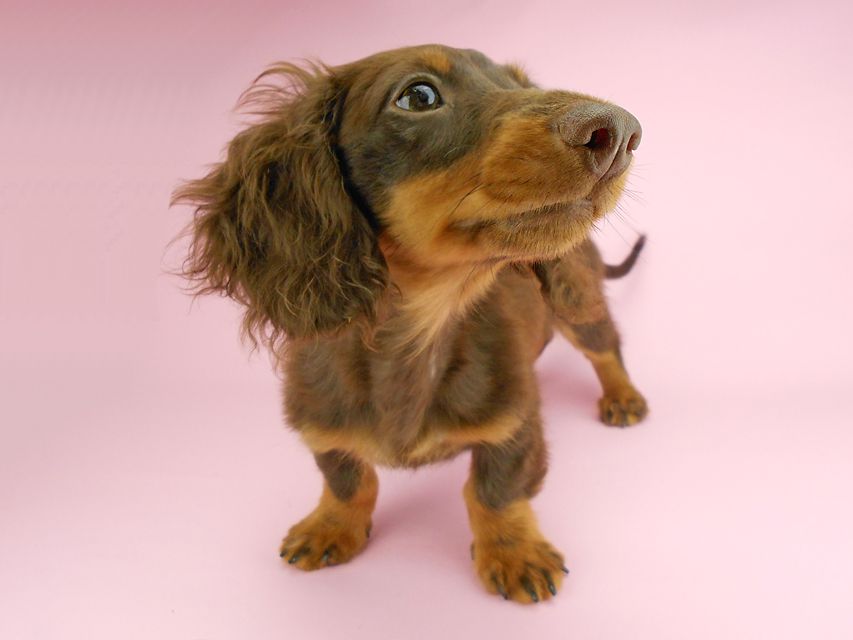 カニンヘンダックスフンド ベベ & ジャックの子犬 チョコタン 男の子（1）