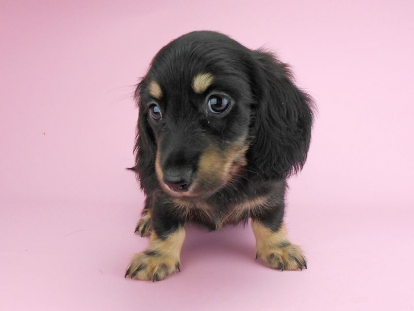 カニンヘンダックスフンド ペコ & ナイトの子犬 ブラックイエロー（ブラッククリーム） 男の子