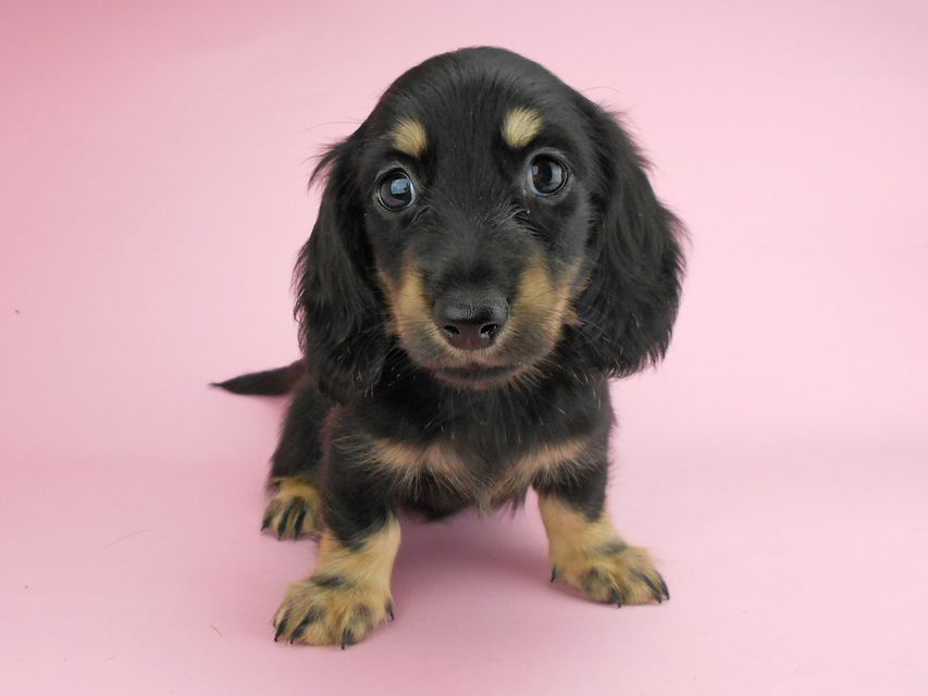 カニンヘンダックスフンド ペコ & ナイトの子犬 ブラックイエロー（ブラッククリーム） 男の子