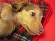 カニヘン 子犬 クリーム男の子 カニヘン 子犬 クリーム男の子