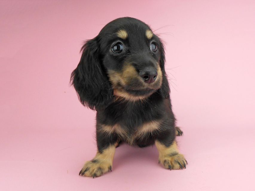 カニンヘンダックスフンド ペコ & ナイトの子犬 ブラックイエロー（ブラッククリーム） 男の子