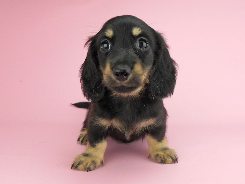 カニンヘンダックスフンド ペコ & ナイトの子犬 ブラックイエロー（ブラッククリーム） 男の子