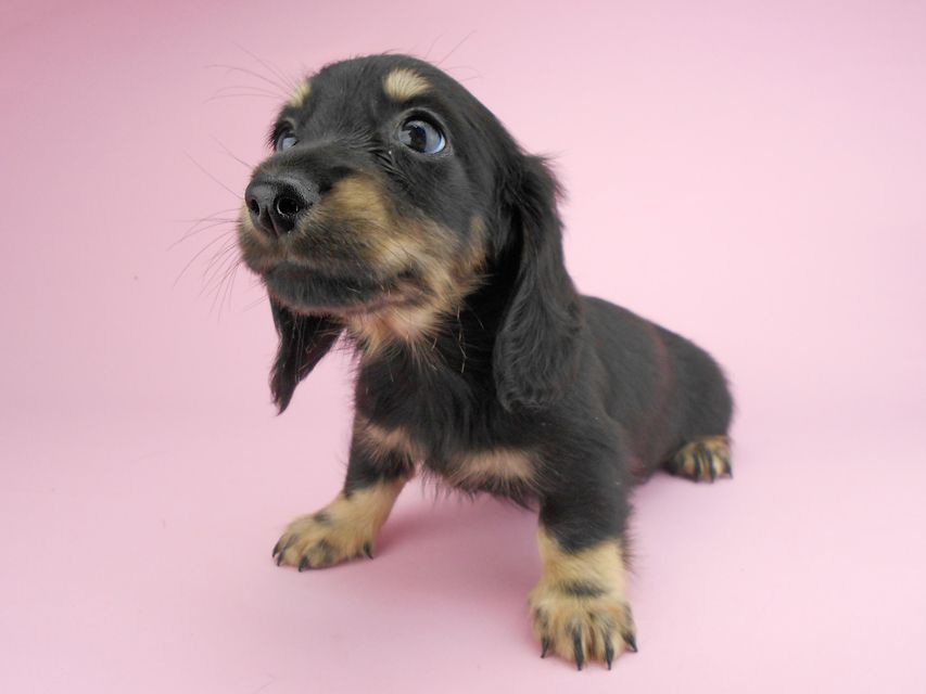 カニンヘンダックスフンド ペコ & ナイトの子犬 ブラックイエロー（ブラッククリーム） 男の子