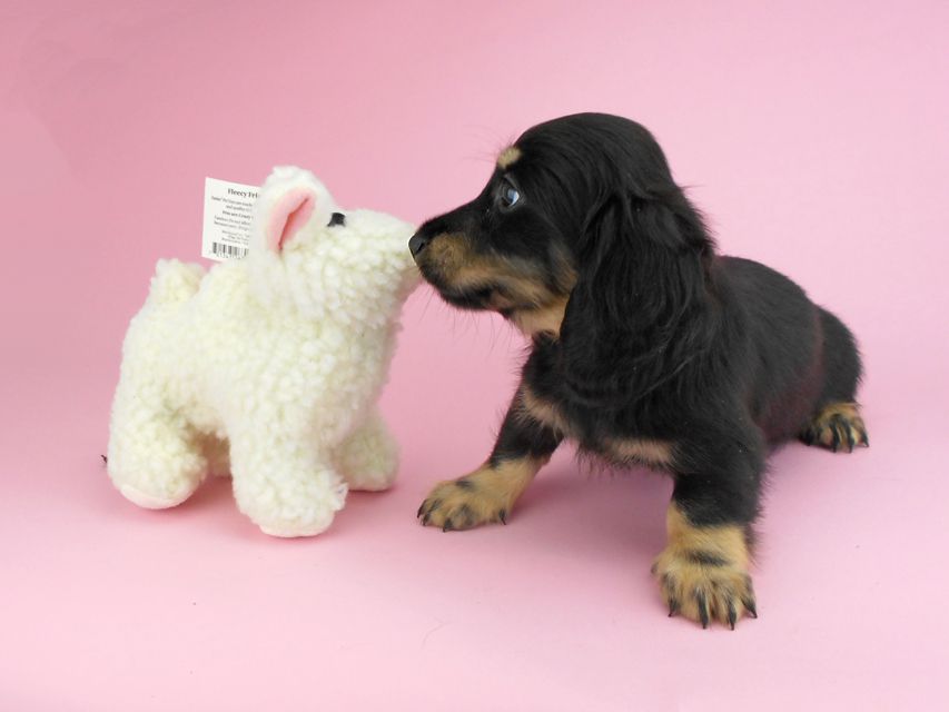 カニンヘンダックスフンド ペコ & ナイトの子犬 ブラックイエロー（ブラッククリーム） 男の子