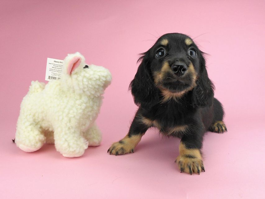 カニンヘンダックスフンド ペコ & ナイトの子犬 ブラックイエロー（ブラッククリーム） 男の子