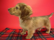 カニヘン 子犬 クリーム男の子 カニヘン 子犬 クリーム男の子