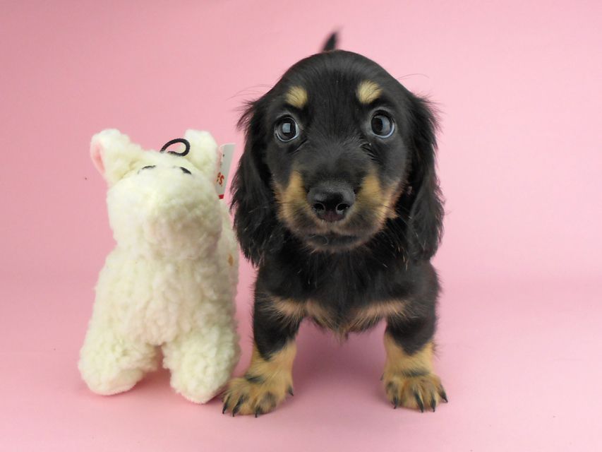 カニンヘンダックスフンド ペコ & ナイトの子犬 ブラックイエロー（ブラッククリーム） 男の子