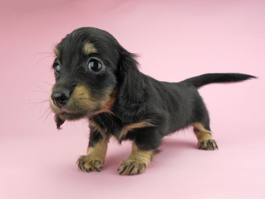 カニンヘンダックスフンド ペコ & ナイトの子犬 ブラックイエロー(ブラッククリーム) 女の子(1)DSCN3304 カニンヘンダックスフンド ペコ & ナイトの子犬 ブラックイエロー(ブラッククリーム) 女の子(1)