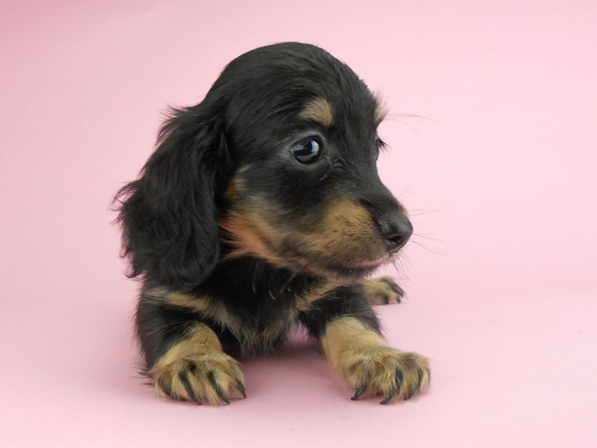 カニンヘンダックスフンド ペコ & ナイトの子犬 ブラックイエロー(ブラッククリーム) 女の子(1)DSCN3309 カニンヘンダックスフンド ペコ & ナイトの子犬 ブラックイエロー(ブラッククリーム) 女の子(1)