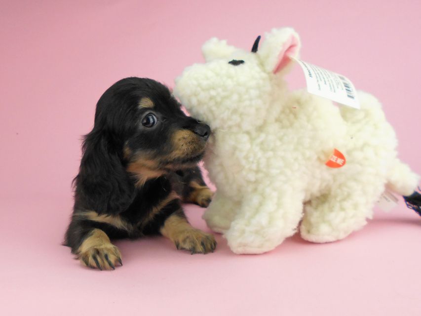 カニンヘンダックスフンド ペコ & ナイトの子犬 ブラックイエロー(ブラッククリーム) 女の子(1)DSCN3311 カニンヘンダックスフンド ペコ & ナイトの子犬 ブラックイエロー(ブラッククリーム) 女の子(1)