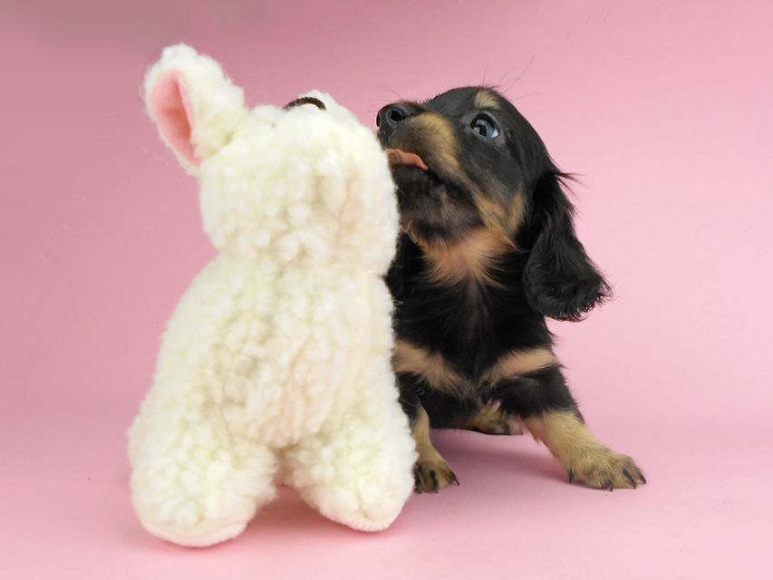 カニンヘンダックスフンド ペコ & ナイトの子犬 ブラックイエロー(ブラッククリーム) 女の子(1)DSCN3312 カニンヘンダックスフンド ペコ & ナイトの子犬 ブラックイエロー(ブラッククリーム) 女の子(1)