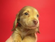 カニヘン 子犬 クリーム女の子 カニヘン 子犬 クリーム女の子