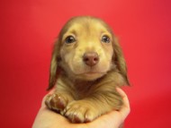 カニヘン 子犬 クリーム女の子 カニヘン 子犬 クリーム女の子