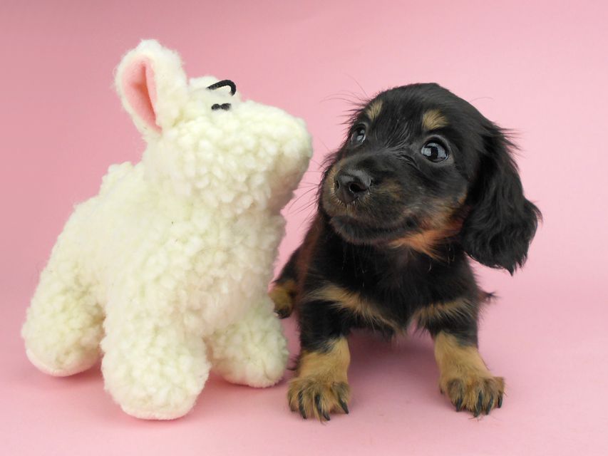 カニンヘンダックスフンド ペコ & ナイトの子犬 ブラックイエロー（ブラッククリーム） 女の子（2）