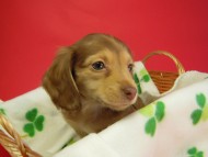 カニヘン　子犬　クリーム女の子