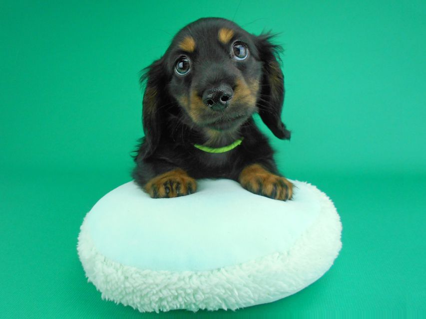 カニンヘンダックスフンド コトhp & ブルースの子犬 ブラックタン 男の子