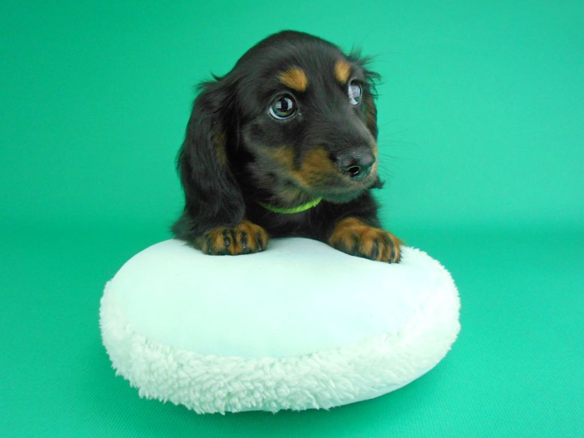 カニンヘンダックスフンド コトhp & ブルースの子犬 ブラックタン 男の子