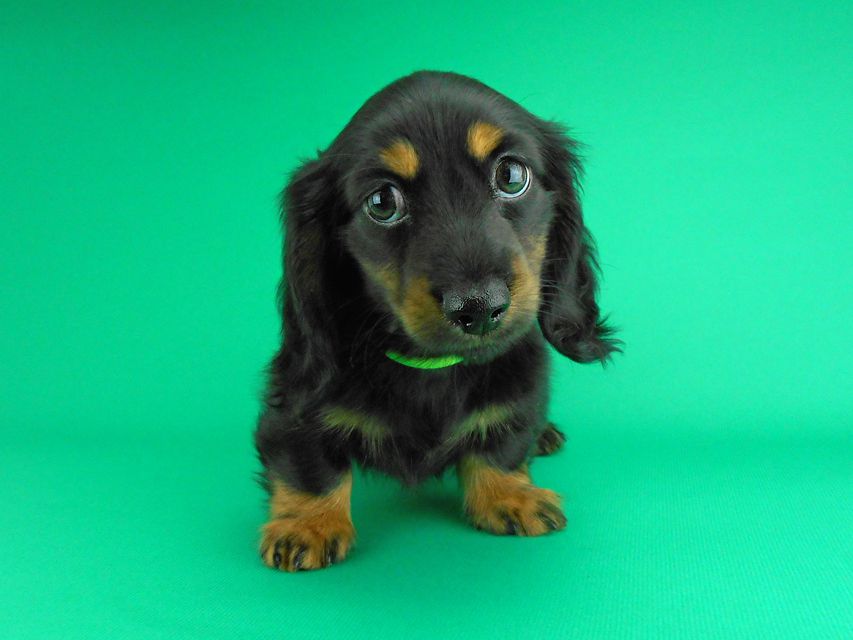 カニンヘンダックスフンド コトhp & ブルースの子犬 ブラックタン 男の子