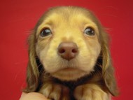 カニヘン 子犬 クリーム女の子 カニヘン 子犬 クリーム女の子