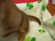 カニヘン　子犬　クリーム女の子