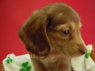 カニヘン　子犬　クリーム女の子