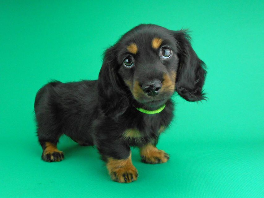 カニンヘンダックスフンド コトhp & ブルースの子犬 ブラックタン 男の子