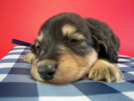 カニヘン 子犬 ブラクリ 神奈川県・Y様 カニヘン 子犬 ブラクリ 神奈川県・Y様